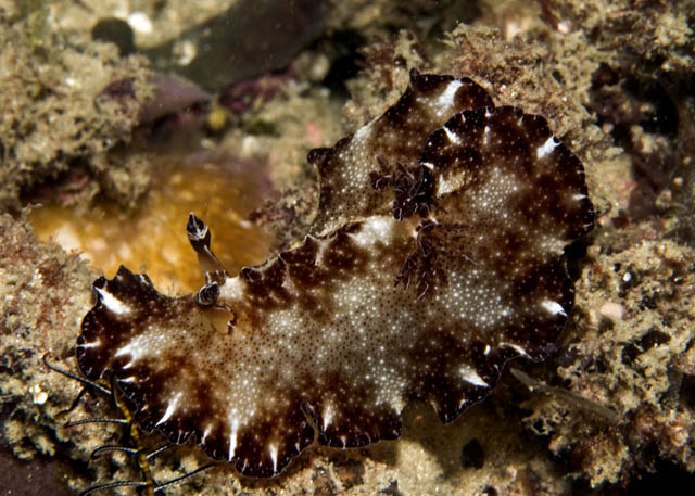 Hoplodoris_boholiensis.jpg