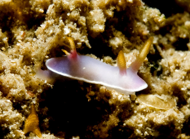 Hypselodoris_bullocki.jpg