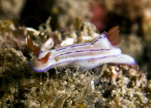 Hypselodoris_emma.jpg