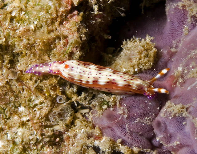 Hypselodoris_maculosa.jpg