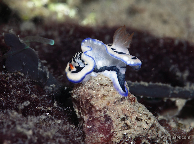 Hypselodoris_maritima.jpg