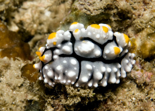 Phyllidia_elegans.jpg