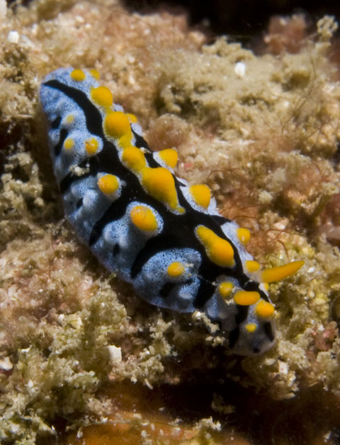 Phyllidia_picta.jpg