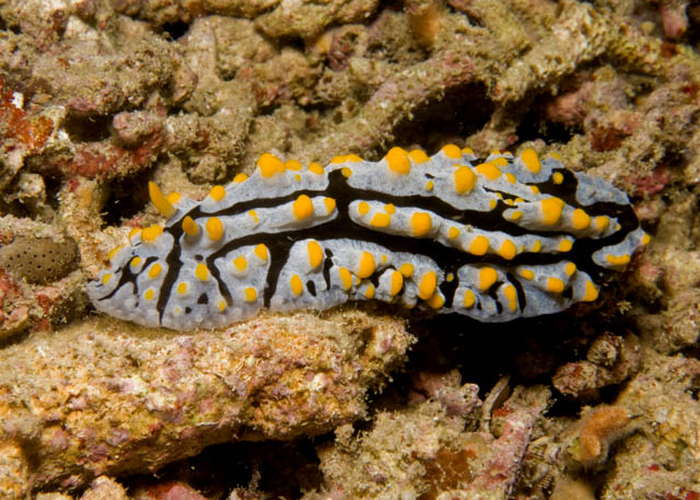 Phyllidia_varicosa.jpg