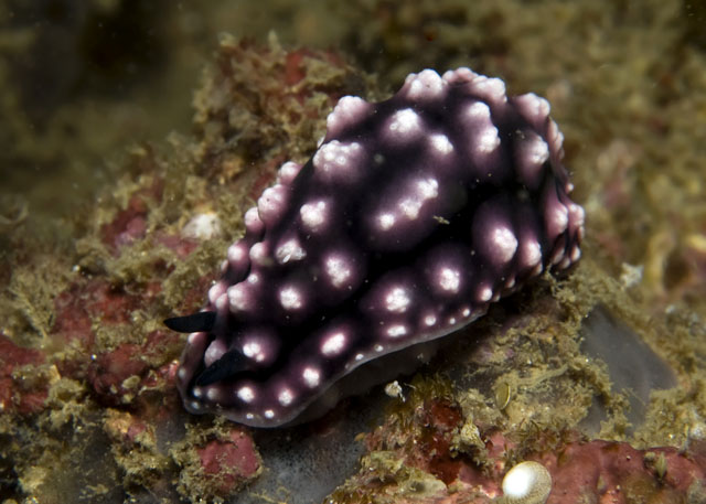 Phyllidiella_pustulosa.jpg