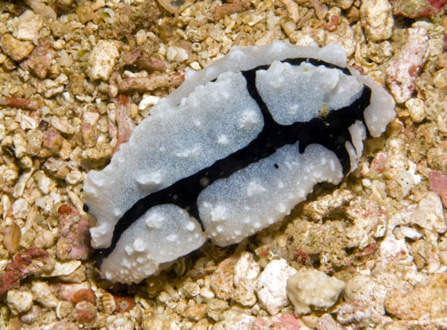 Phyllidiopsis_shireenae.jpg