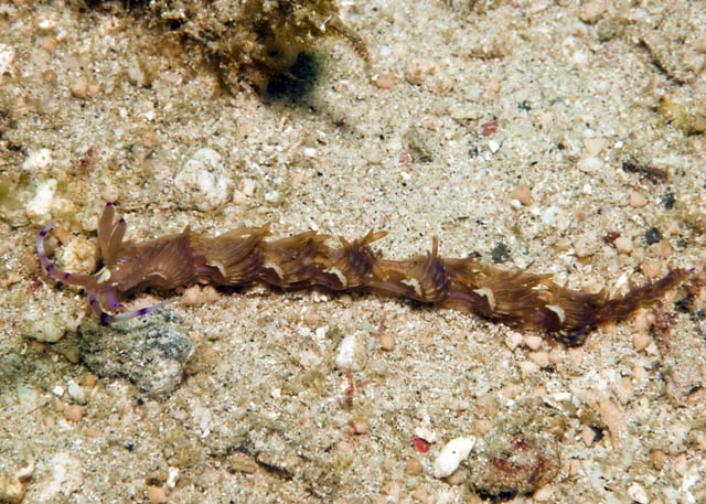 Pteraeolidia_ianthina.jpg