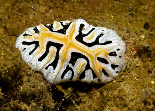 Reticulidia_fungia.jpg