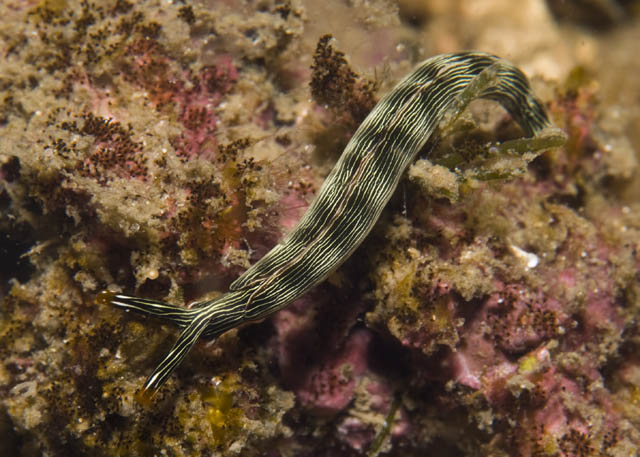 Thurdilla_gracilis.jpg