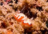 Chromodoris_fidelis