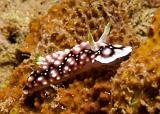 Chromodoris_geometrica