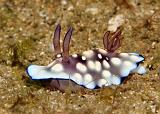 Chromodoris_hintantuensis