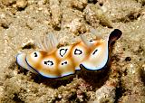 Chromodoris_leopardus