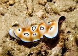 Chromodoris_leopardus