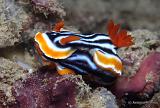 Chromodoris_magnifica