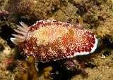 Chromodoris_tinctoria