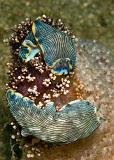 Dermatobranchus_sp