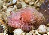 Dorid_sp