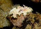 Glossodoris_cincta