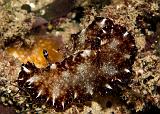 Hoplodoris_boholiensis