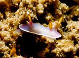 Hypselodoris_bullocki