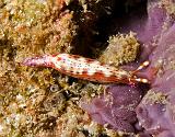 Hypselodoris_maculosa