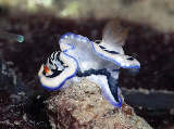 Hypselodoris_maritima