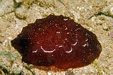 Pleurobranchus_forskalii