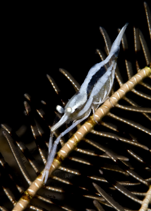 03_Crinoid_Shrimp.jpg