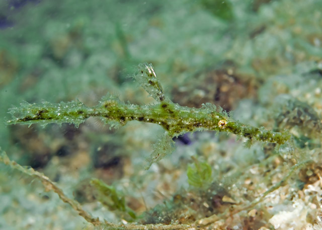 06_Halimeda_Ghostpipefish.jpg