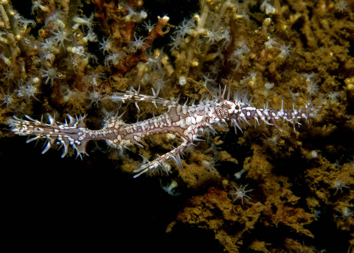 07_Ornate_Ghostpipefish.jpg