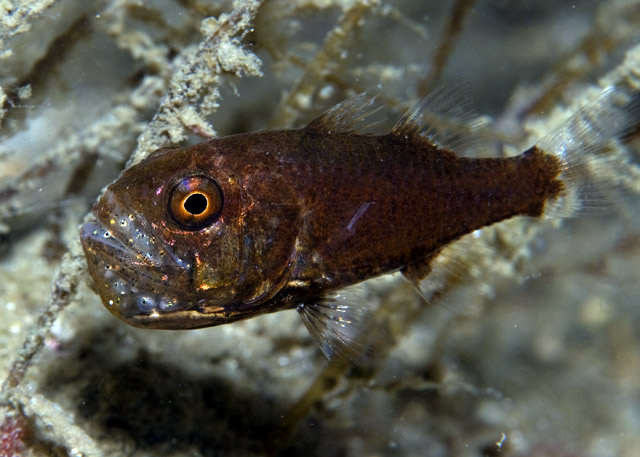 14_Cardinalfish_with_eggs.jpg