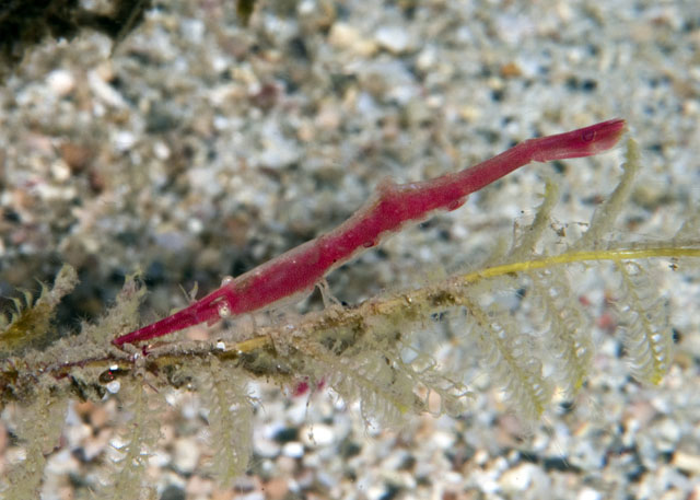 16_Gorgonian_Shrimp.jpg