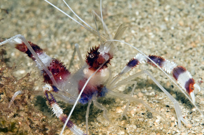 17_Coral_banded_shrimp.jpg