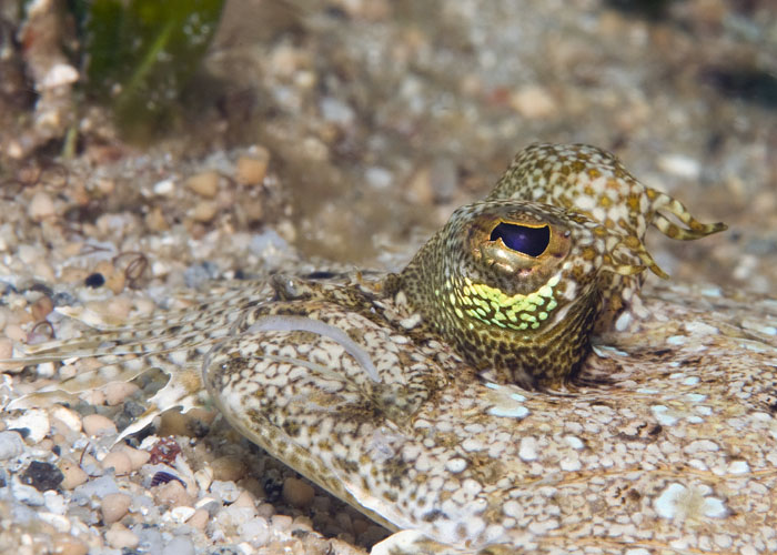 20_Peacock_Flounder.jpg