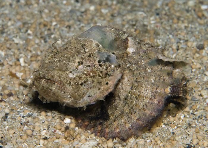 23_Flasher_Scorpionfish.jpg