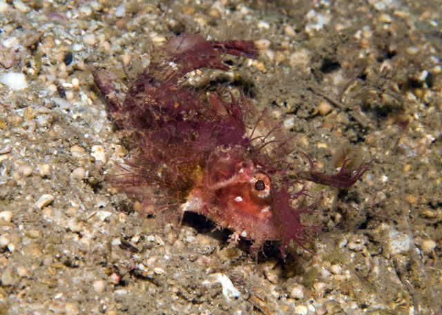 24_Ambon_Scorpionfish.jpg