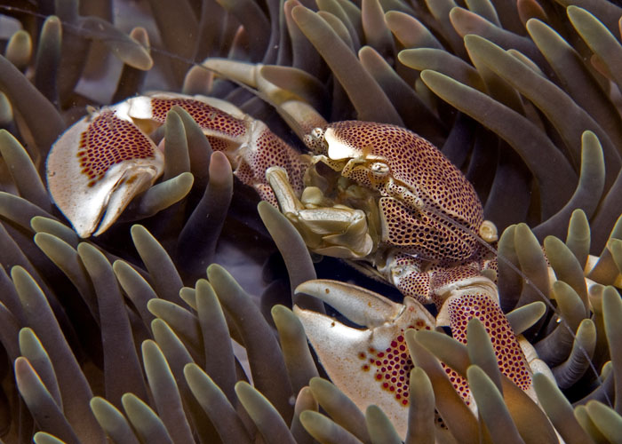 25_Anemone_Porcelain_Crab.jpg