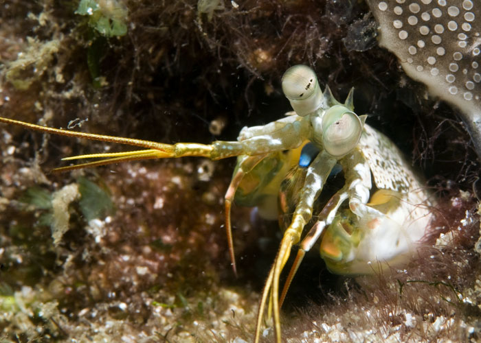 27_Mantis_Shrimp.jpg