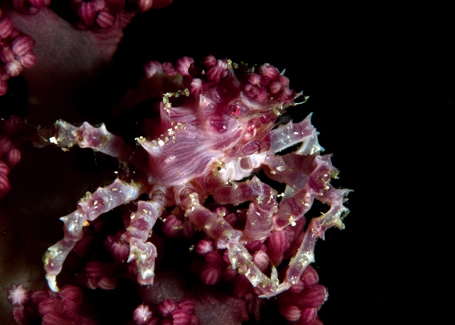 29_Softcoral_Crab.jpg