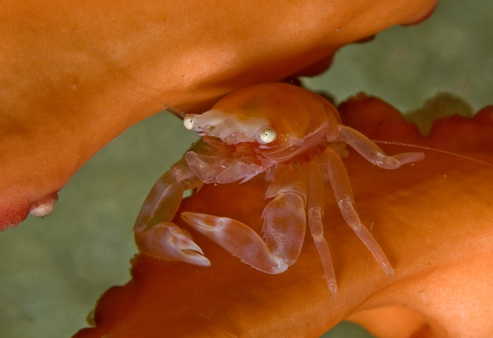 30_Gorgonian_Crab.jpg