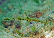 06_Halimeda_Ghostpipefish