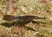 08_Robust_Ghostpipefish