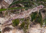 09_Robust_Ghostpipefish