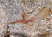 10_Robust_Ghostpipefish