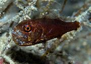 14_Cardinalfish_with_eggs