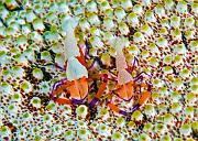 15_Imperial_Shrimp