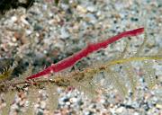 16_Gorgonian_Shrimp