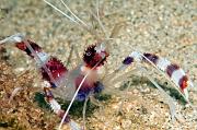 17_Coral_banded_shrimp