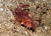 24_Ambon_Scorpionfish